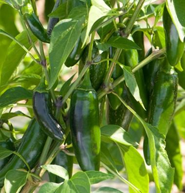 Plant, Jalapeno 'Jalafuego'