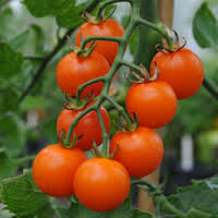 Plant, Tomato 'Sungold'