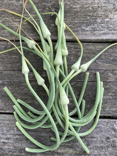 Scapes