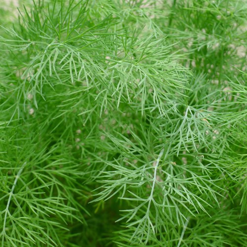 Fennel Fronds