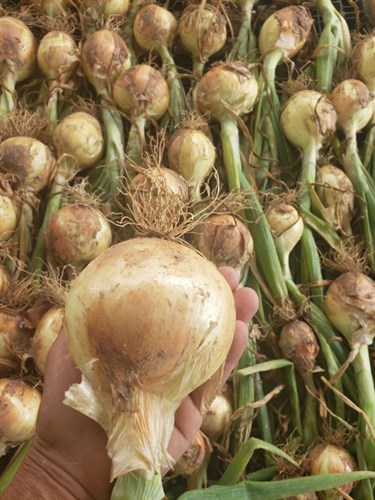 Onion, 'Candy'
