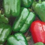 Plants, Pepper 'Keystone Giant'