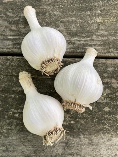 Garlic