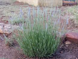 Plant Herb, Lavender, 'Provence'