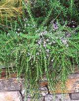 Herb, Rosemary 'Prostrate'