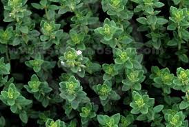 Plants, Herb Thyme