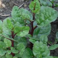 Plant, 'Malabar Spinach'