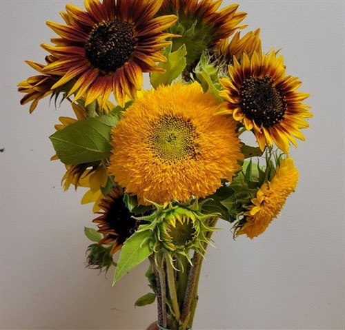 Flowers- Short Sunflower bunch