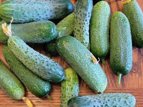 Cucumbers- gourmet snacking