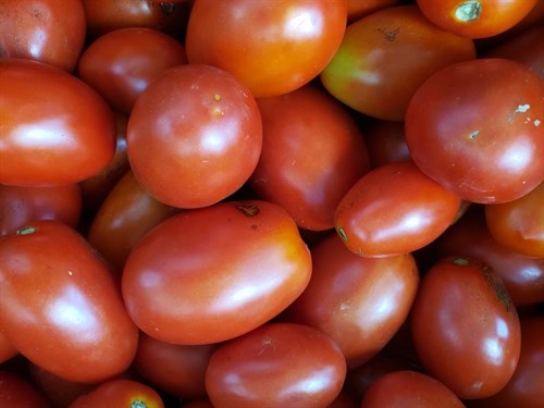 Tomatoes