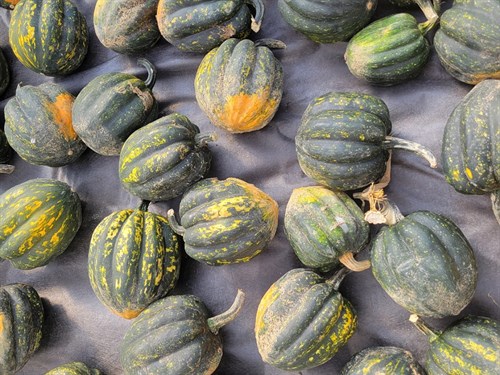 Squash- Acorn, Starry Night 2.5-3LB