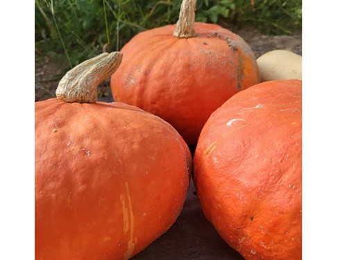 Squash- Kabocha (Sunshine)