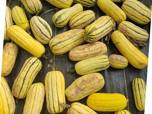 Squash- Delicata-1.5LB
