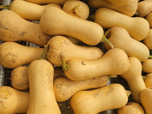 Squash- Butternut (Butterscotch)- 2LB
