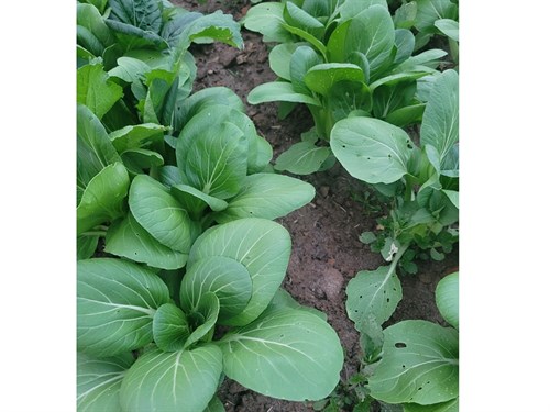 Baby Bok Choi- 2 Heads