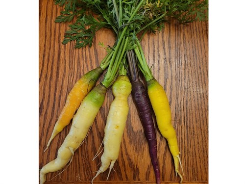 Carrots- Rainbow Colors no greens