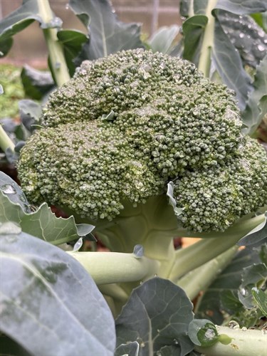 Broccoli