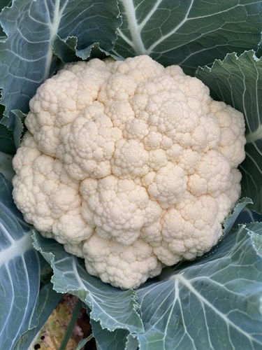Cauliflower