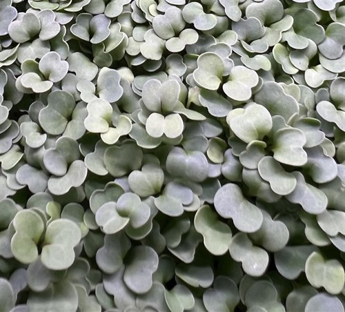 Arugula Microgreens (Seasonal Offering)