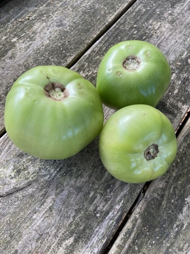 Green Tomatoes