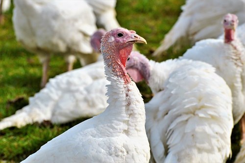 Ground Turkey w/ Organs (soy-free, non-GMO)