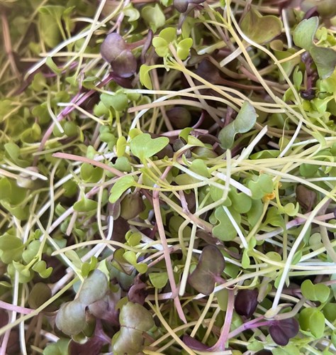 Spicy Mix Microgreens