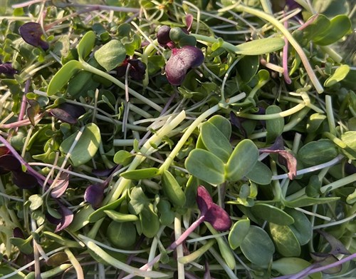 *SPECIAL* Mixed Microgreens (Variable)