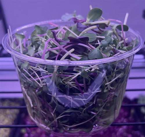 Essential Mix (4 Mixed Microgreens)