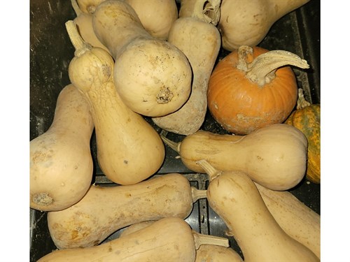 Squash- Butternut Second Rate (Butterscotch) ~2.5