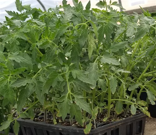 Plant Supersonic  Tomato