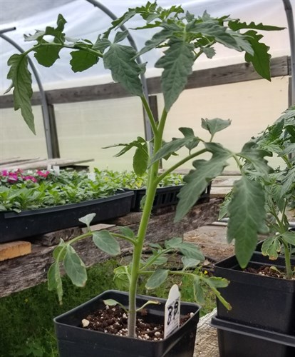 Plant,Tomato  ,Big Boy