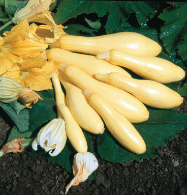 Squash