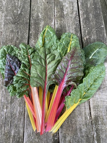 Swiss Chard
