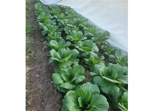 Choi- Bok choi, White stem