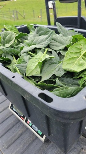 Greens- Spinach 10 oz