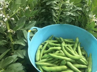 Fava Beans