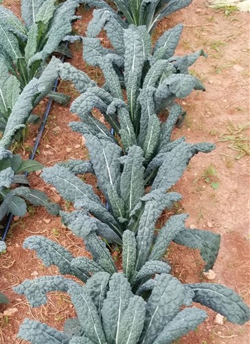 Kale, Tuscan - greens bunched
