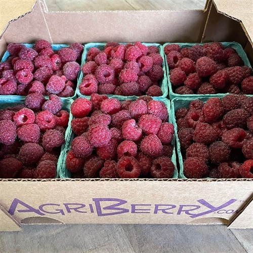 Berries: Red Raspberries - 6pk