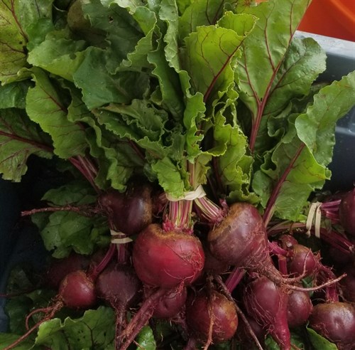 Beets, bunched w greens