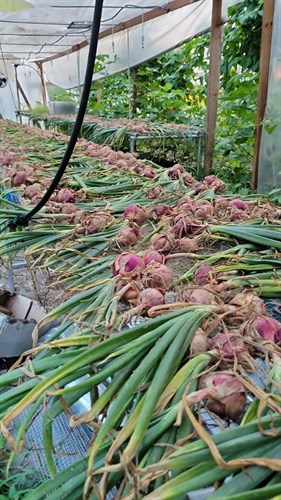 Onion- Red Candy - 2.5 LB