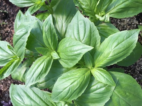 Micro cinnamon basil