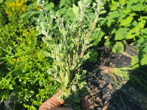 Herbs-Oregano