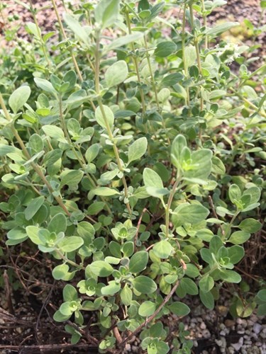 Sweet marjoram