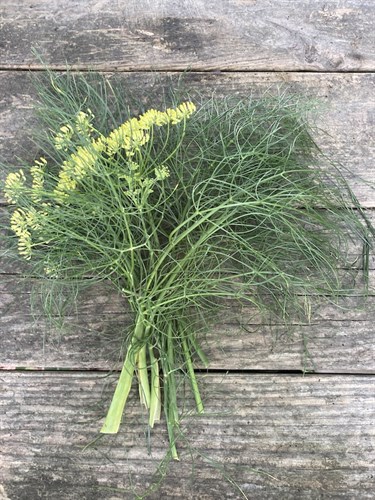 fennel fronds