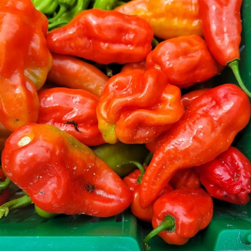 Hot Pepper - Habanero (no heat)