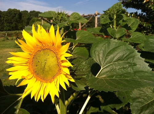 Sunflowers