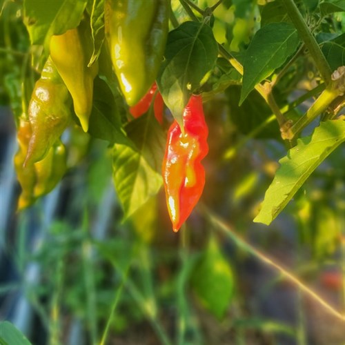 Hot Pepper- Paper Lantern- 1 Pint