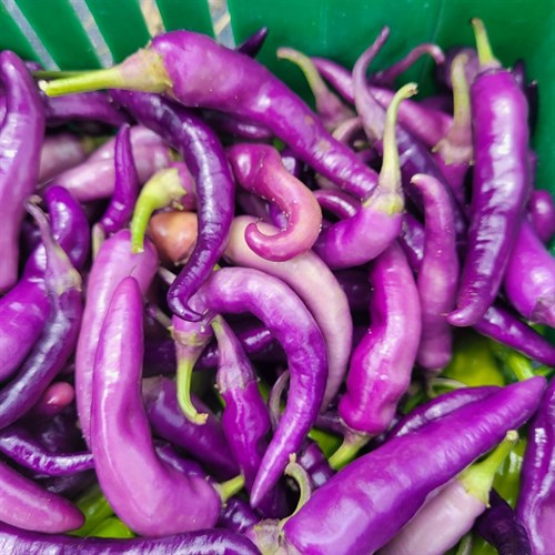 Hot Pepper Medley- Quart