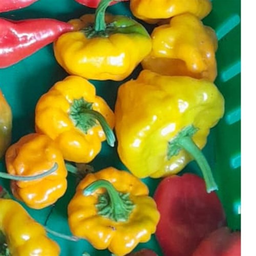 Hot Pepper- Jamaican Yellow