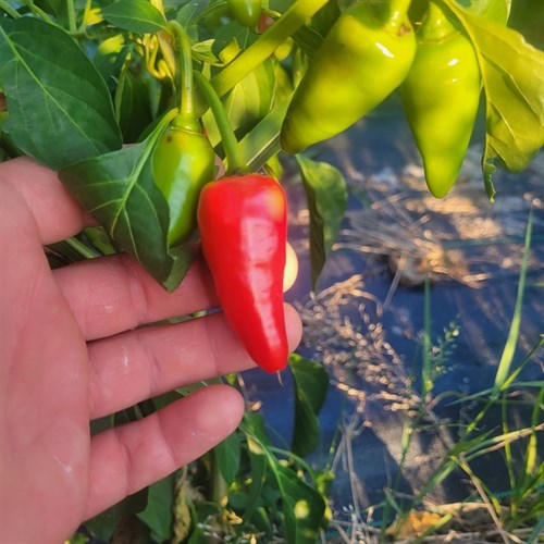 Hot Pepper- Hawaiian Sweet